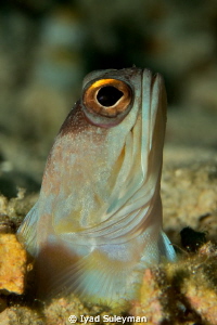 Jawfish by Iyad Suleyman 